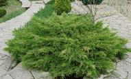 Juniperus /(diğer türleri ve alt-türleri) Juniperus horizontalis