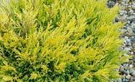 Juniperus x pfitzeriana Old Gold Sarı - yeşil yapraklanma 100 cm