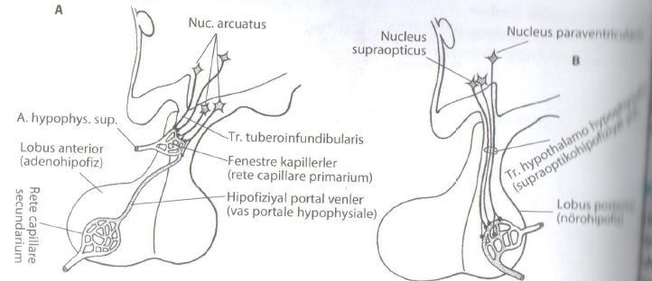 HYPOPHYSIS Os spenoidale Cella turcica Fossa hypophysialis For. diaphragmatis cella turcica Infundibulum ile hypothalamusa tutunur Hypophysis cerebri iki bölüme ayrılır: a.