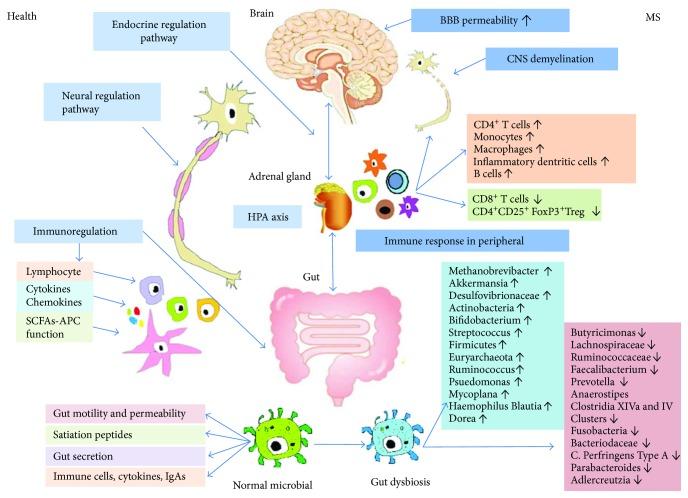 Fengna Chu, Gut Microbiota in Multiple Sclerosis Current