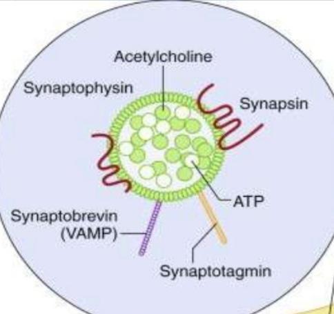 Sinaptofizin: Vezikül membranın glikoprotein bileşenidir.