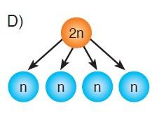 A) Homolog kromozomlar yan yana dizilmesi B) İğ iplikleri C) Parça değişimi D) İki