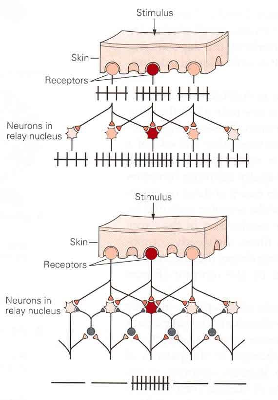 LATERAL