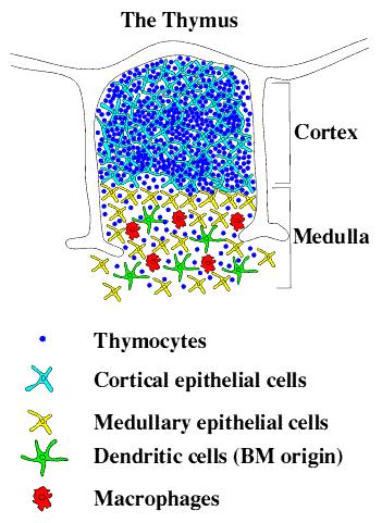 imus Korteks Medulla Kortikal Epitelyal Hücreler