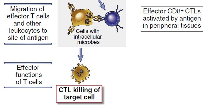 CD8+ hücre