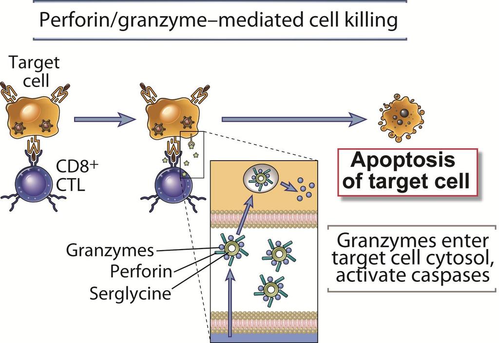 CL nin Hedef Hücreyi Öldürme Mekanizması Hedef hücre Perforin/granzim Aracılı Hücre Ölümü Hedef hücrenin apoptozu Granzim hedef hücrenin sitozolüne girer Kaspazları aktive eder Fig.