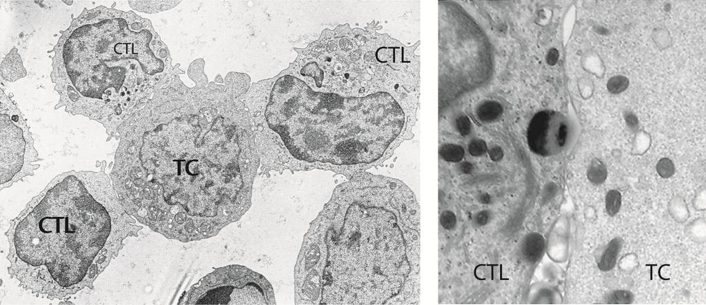 Hedef Conjugates Hücre ve Between CL Arasındaki CLs and Konjugasyon arget Cells (1) Fig. 10-12 A Abbas, Lichtman, and Pillai.