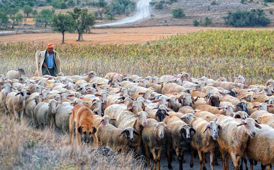 ÇOBAN İSTİHDAMI VE AŞI DESTEĞİ DESTEKLEME KONULARI Birim Fiyat (2018) Çoban İstihdamı Desteği (TL/İşletme) 200 küçükbaş ve üzeri (koyun-keçi) anaç hayvan