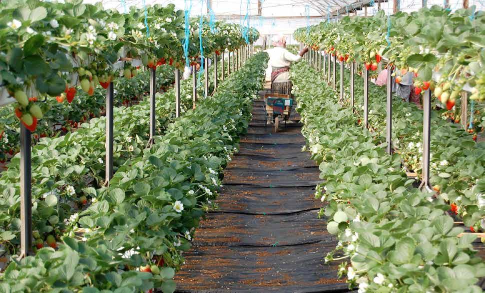 DESTEKLEME KONULARI Birim Fiyat (2018) YURTİÇİ SERTİFİKALI FİDAN, ÇİLEK FİDESİ ve STANDART FİDAN KULLANIM DESTEĞİ (TL/da) Standart Sertifikalı Bodur-yarı bodur meyve türleri ile bahçe tesisi 100 400
