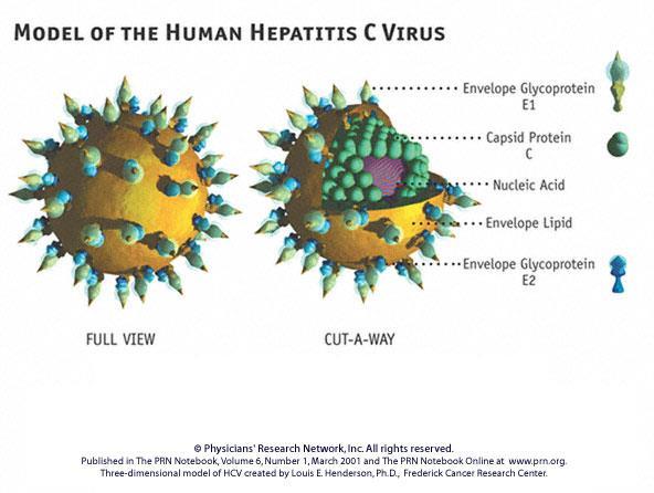 HCV Flavivireae ailesinde Tek zincirli, zarflı RNA virüsü Genotip sayısı 7Ülkemizde %76