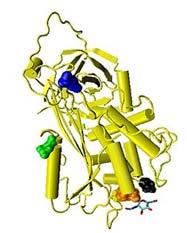 bütünlüğünü korumaya çalışması Serin proteaz Serpin Serin proteaz Proteinlerdeki peptid