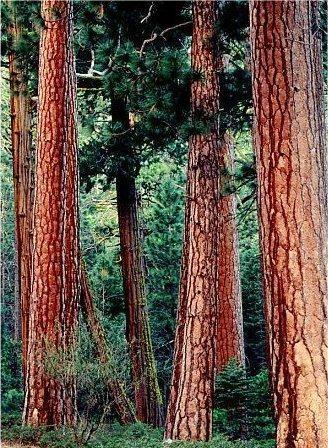 MEŞCERE "Yaş, ağaç türü, ağaç türü kombinasyonu, büyüme (keskin bonitet değişimi) yahut kuruluş şekli, bunların hepsi veya bir kısmı ile kendisini çevresinden açık olarak ayıran ve en az 1 hektar