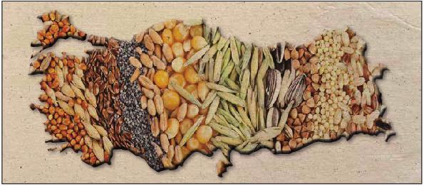 TOHUM GELECEKTİR 1.2. Türkiye Türkiye coğrafi konumu ve iklim çeşitliliği açısından tarıma ve özellikle tohum üretimine çok uygun alanlara sahiptir.