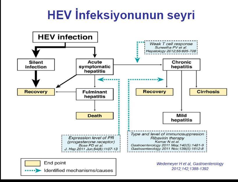 Hastalığın ciddiyeti konağa bağlıdır, konak immun yanıtı önemli rol oynar Özellikle, gebelik, yaş, var olan karaciğer hastalığı önemli Son zamanlarda transplant alıcıları, immünsüpresif tdv alan