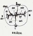 Köklerin her ikisi de bukko-lingual yönde, mesiodistal yöne oranla iki misli geniģlik gösterir. Her iki kökün uç kısımları distale eğimlidir. 1.3.