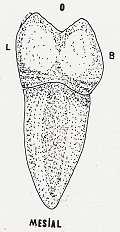 Mesial yüzden bakıldığında mesio-bukkal ve mesio-lingual tüberküllerin yanı sıra disto-bukkal tüberkülün bir kısmı da izlenebilir.