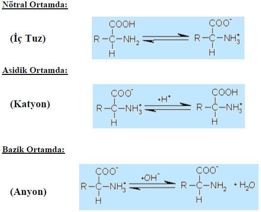 AMİNO ASİTLERİN TİTRASYONU ve İZOELEKTRİK NOKTA TAYİNİ Amfoterik maddeler olan amino asitlerde iki fonksiyonel grup
