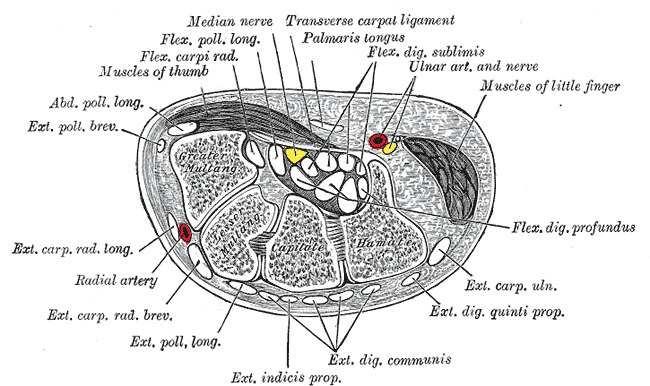 Fleksör retinakulum, karpal ligament ve palmar karpal ligamentten oluşur.