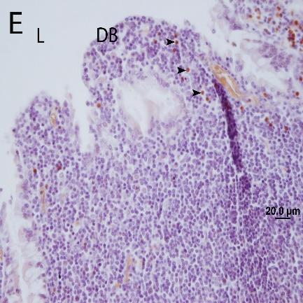 Hücrelerin en fazla lamina propriyada ve submukozada yer aldığı belirlenmiş; villuslarda da bu hücreler gözlemlenmiştir (Mishra ve ark, 1999).