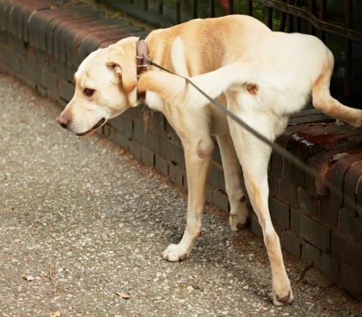 Köpeklerin bölge işaretlemelerine karşı koruma Köpekler, kendi bölgelerini çoğunlukla evlerin köşeleri ya da duvar dipleri olarak belirlerler ve bu bölgelerde bu sebepten yoğun bir koku hâkimdir.