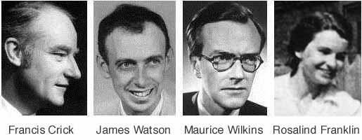 Francis CRICK - James WATSON - Maurice WİLKİNS 1953 yılında DNA nın molekül yapısını ve üç boyutlu modelini yapmışlardır.