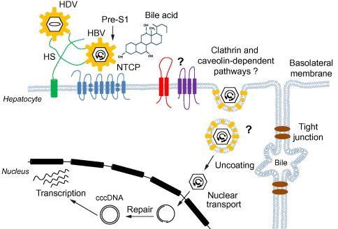 Viroloji Hepatit D virusunun hepatosit içine girişi Sodyum taurokolat