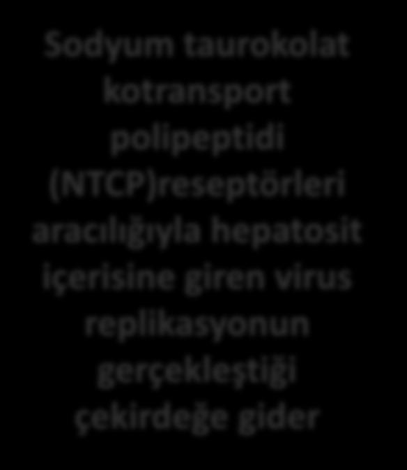 içerisine giren virus replikasyonun gerçekleştiği çekirdeğe gider Şekil.