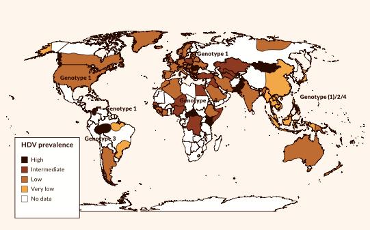 Epidemiyoloji Hepatit B ye benzer bir biçimde Hepatit D infeksiyonu da Akdeniz ülkeleri, Orta Doğu, Orta Afrika ve Güney