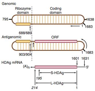 1679 nükleotid Viroloji Hepatit D virusunun genomu ve HDag Genom içerdiği yükse GC baz çifti sayesinde kıvrılarak çubuk benzeri bir yapıya bürünür 3 Genomun kendisi herhangi bir protein kodlamazken