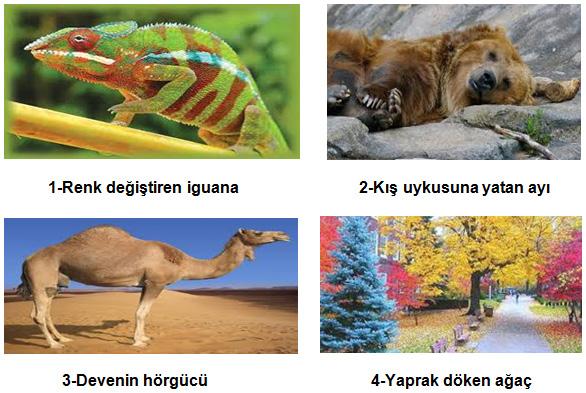 19. Adaptasyon canlının yaşadığı ortama uyum 20. Aşağıda 5 litre hacmine sahip üç kap bulunmaktadır. Bu kaplara 3 er litre su doldurulup kap sağlamasıdır.