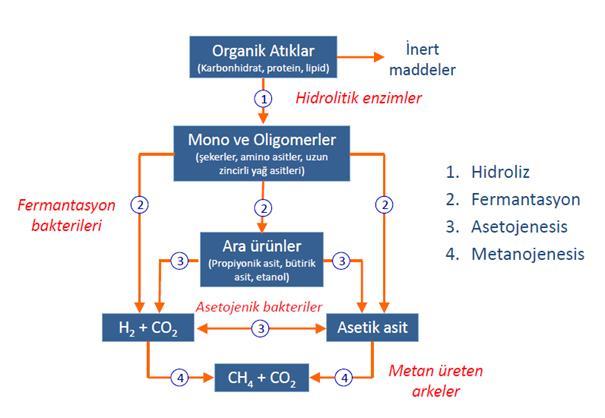 Fermantasyon ve Hidroliz Organik