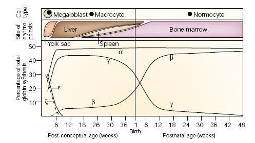 Hücre tipi Megaloblast Makrosit Normosit Eritropoezin yeri Karaciğer Kemik iliği Yolk sac Dalak Toplam globin sentez yüzdesi Prenatal dönem (hafta) Doğum Postnatal dönem (hafta) Şekil 2.