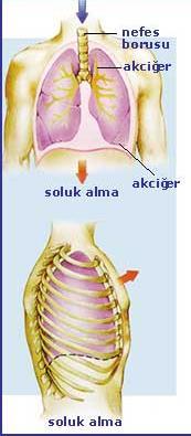 Soluk alma Soluk alma sırasında plevra boşluğundaki negatif basınç daha da negatif değere düşer.