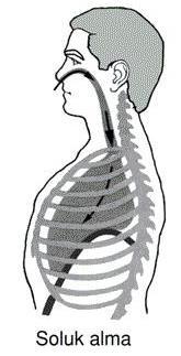 Soluk alma Diyaframın kasılması ile göğüs kafesi genişler, bunu akciğerlerin genişlemesi ve akciğer