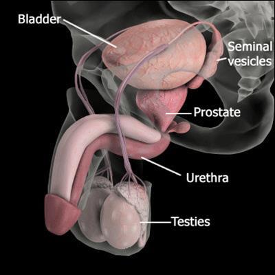 Prostat anatomisi Prostat mesanenin hemen