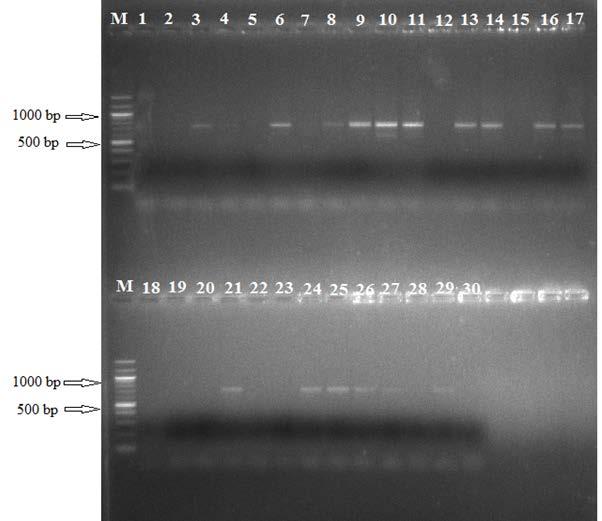Ericksson ve ark. (1998); Potentilla (Parmakotu) ve ilgili türlerin filogenetik ilişkilerini nüklear ribozomal internal transcribed spacer (ITS) DNA dizilerini kullanarak belirlemişlerdir.