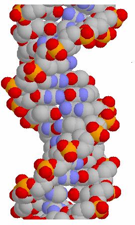 37 Şekil 15: DNA çift sarmal yapısı Çift sarmal şeklindeki molekülün bir zinciri 5' 3' yönüne doğru, diğeri ise 3' 5' yönüne doğru olduğu için ters yönde paraleldir.