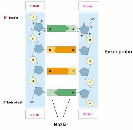 38 Şekil 16: DNA yapısında bulunan baz, şeker ve fosfat gruplarının şematize edilmesi.
