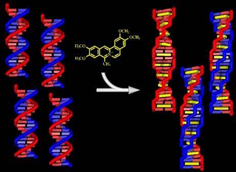 40 2.3.1.1.2. İnterkalasyon Düzlemsel bir halka sistemine sahip olan bazı maddelerin DNA baz çiftleri arasına yerleşerek, güçlü bir şekilde bağlanması olayıdır (9,50).