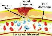 (vücut içine veya