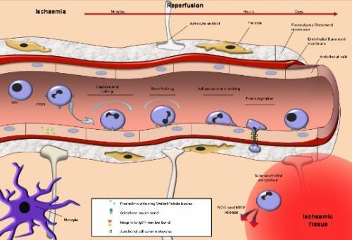 DTK patogenezinde Nötrofillerin rolü Nötrofillerin öncelikle inflamasyonla uyarılmış endotele, sonra orak eritrositlere adezyonu