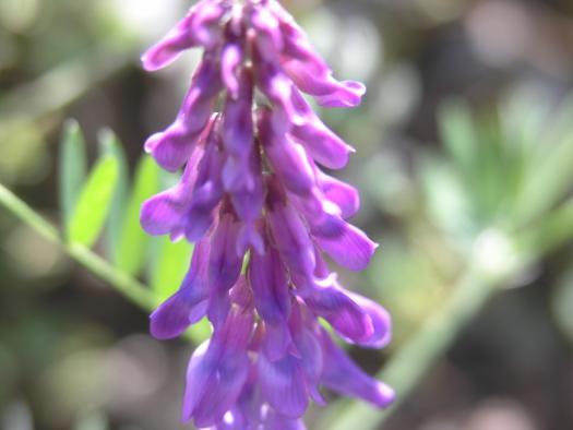 vilosa Vicia