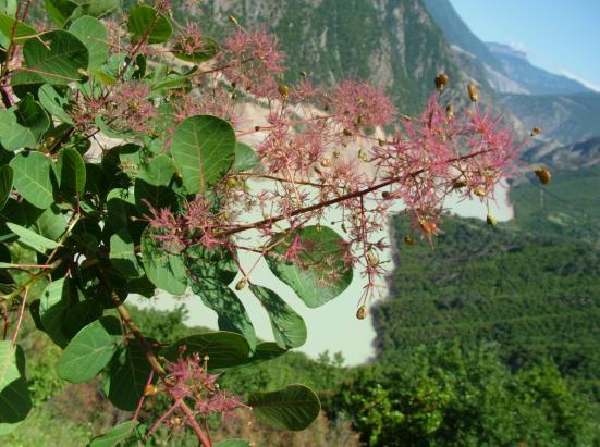 Philadelphus caucasicus