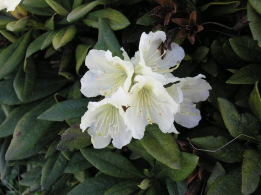 Rhododendron caucasicus