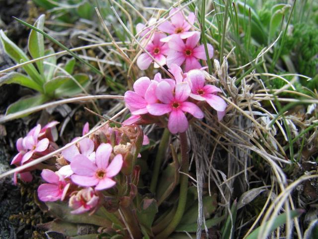 11. Primulaceae