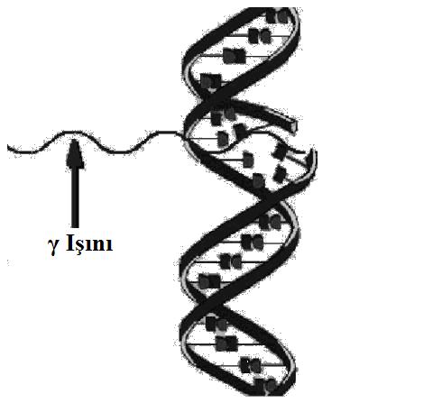 Radyasyon Etkisinde DNA İyonizan radyasyon etkisi ile DNA kırıkları oluşabilir.