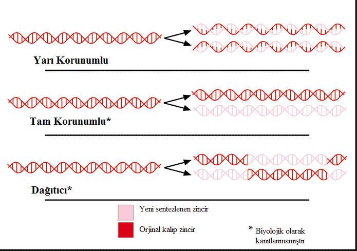 DNA Replikasyonu Üzerine Üç Farklı Varsayım