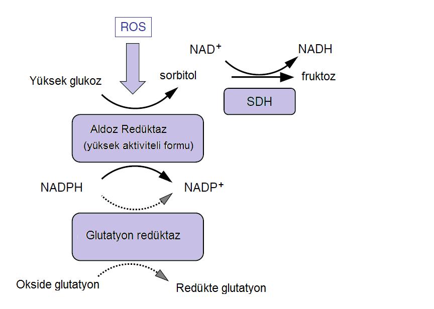 2. Poliol yolu: Glukoz transportu için insüline ihtiyaç duyulmayan lens, retina, böbrek, sinir gibi dokularda, hiperglisemi sonucunda hücre içi glukoz artar ve hücre içi glukoz daha sonra aldoz