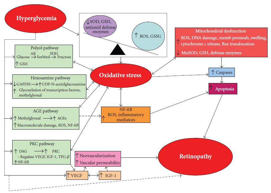 Şekil 5: Hiperglisemi-oksidatif stres-diyabetik retinopati ilişkisi (Renu A.