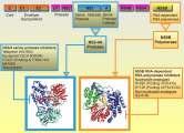 Journal of Advanced Research (2015) 6, 301 310 NS3 proteaz inh ( previr) Simeprevir Sovaprevir Grazoprevir Vaniprevir NS5A protein ( asvir) Odalasvir Pibrentasvir Elbasvir MK